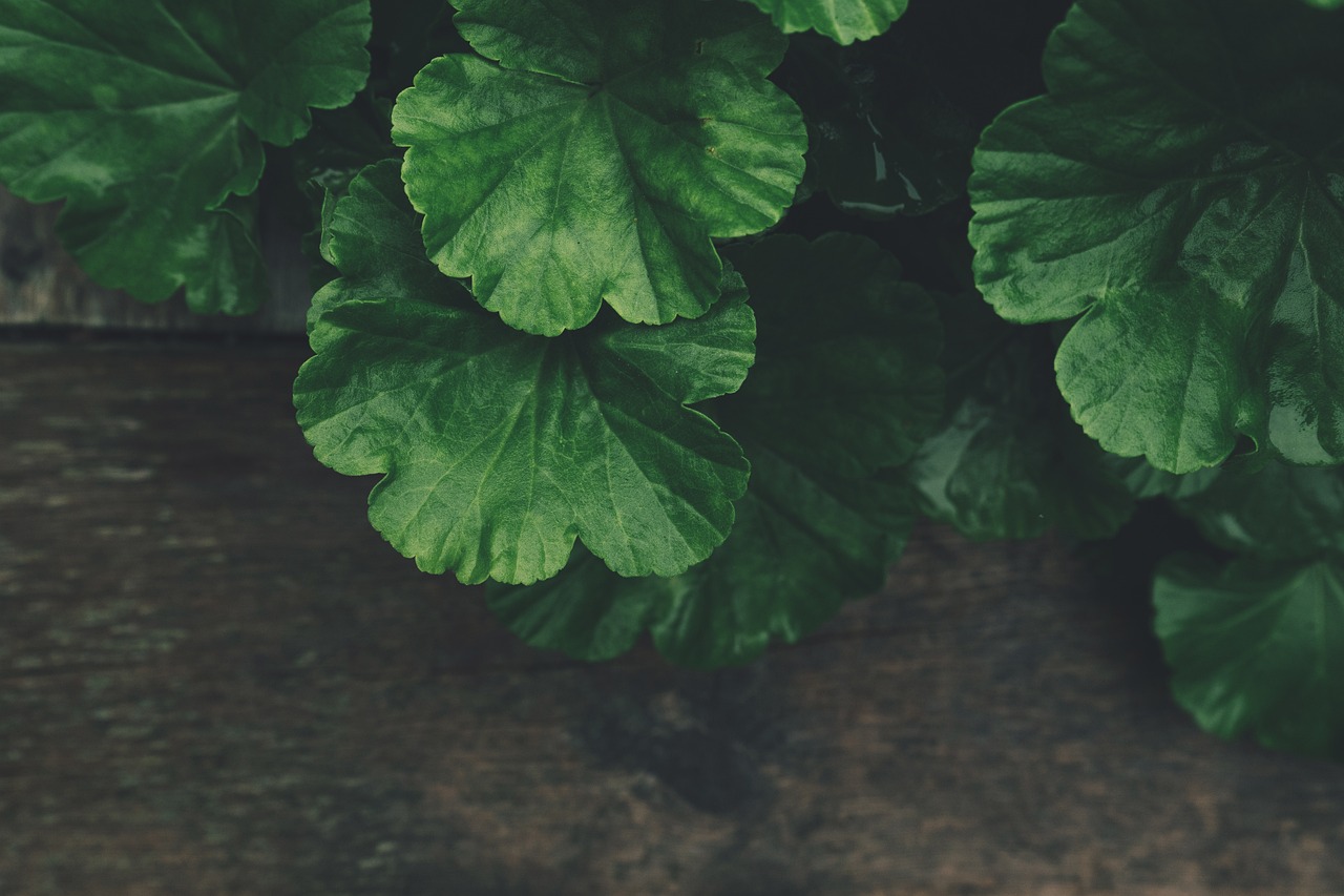 How to Support Green Initiatives in Your Community?